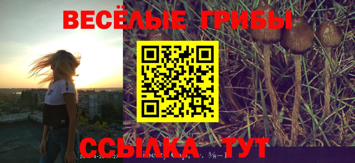 Псилоцибиновые грибы Psilocybine cubensis Великие Луки